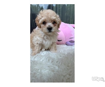 Maltipoo