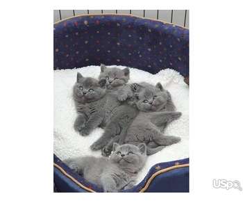 British shorthair kittens