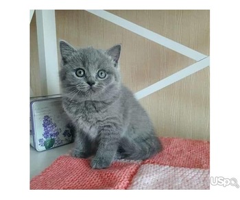 British shorthair kittens