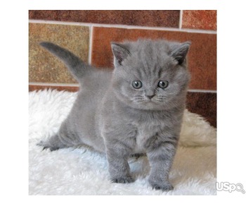 британские короткошерстные котята