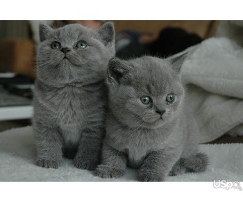 британские короткошерстные котята