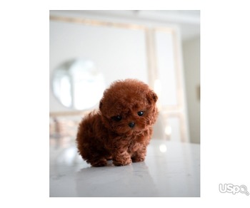 Mini poodle puppies for rehoming