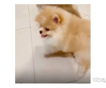 Pomeranian Boo