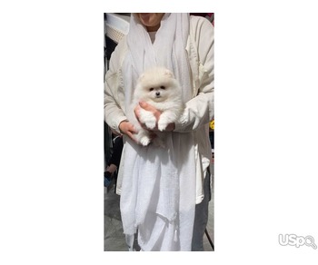 Pomeranian Boo