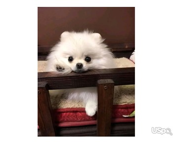 Pomeranian puppy for adoption