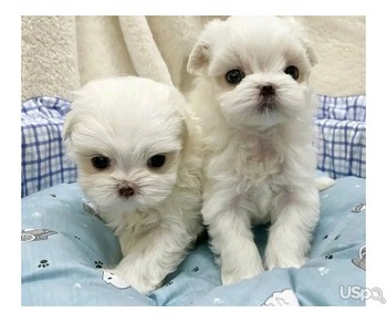 Maltese puppies available for sale