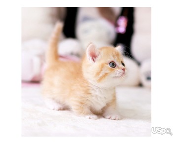 stunning  Munchkin kittens for adoption