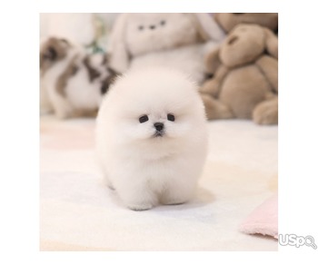 Pomeranian Puppy