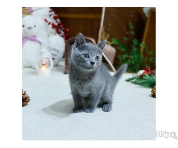 stunning  Russian Blue Kitten