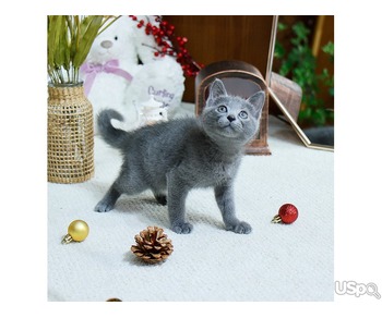stunning  Russian Blue Kitten