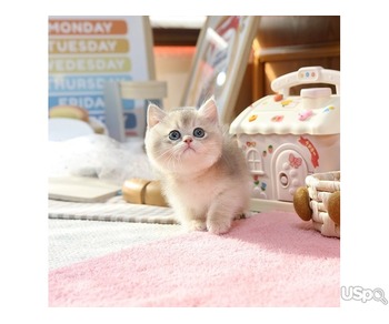 stunning  British Shorthair kitten
