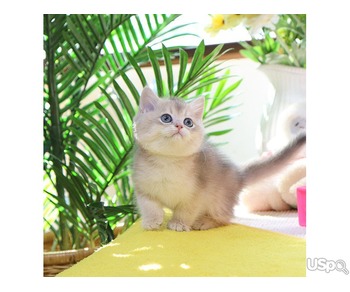 stunning  British Shorthair kitten