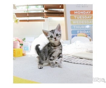 stunning  American Shorthair Kitten
