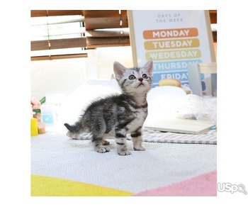 stunning  American Shorthair Kitten