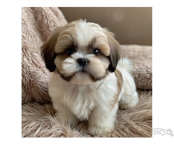 Shih Tzu Puppies for Sale