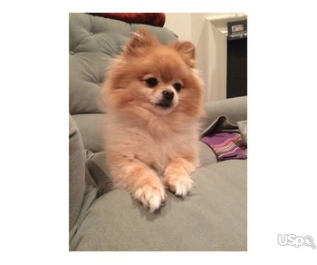 Pomeranian puppy for adoption