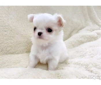 Pomeranian puppy for adoption