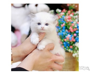 stunning  Ragdoll Kitten