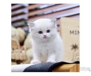 stunning  Ragdoll Kitten