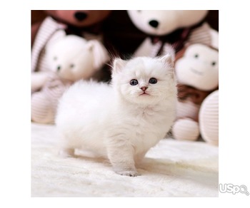 stunning Nevamasquerade  kitten