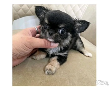 Chihuahua puppy for adoption