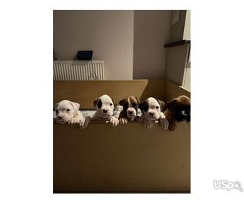 ???? French Bulldog Puppies for Sale – Top Quality, Excellent Bloodlines ????