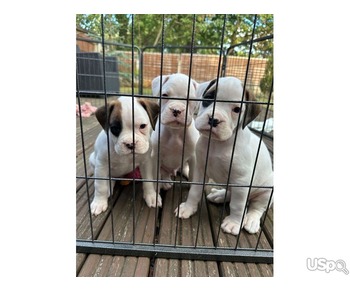 ???? French Bulldog Puppies for Sale – Top Quality, Excellent Bloodlines ????