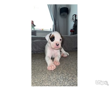 ???? French Bulldog Puppies for Sale – Top Quality, Excellent Bloodlines ????