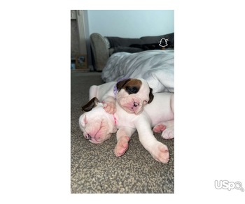 ???? French Bulldog Puppies for Sale – Top Quality, Excellent Bloodlines ????