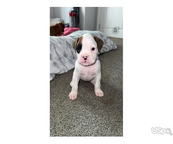 ???? French Bulldog Puppies for Sale – Top Quality, Excellent Bloodlines ????