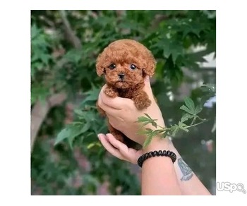 Poodle puppy for adoption