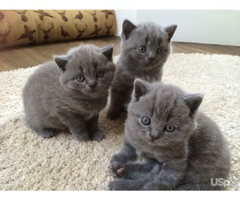 British shorthair kittens