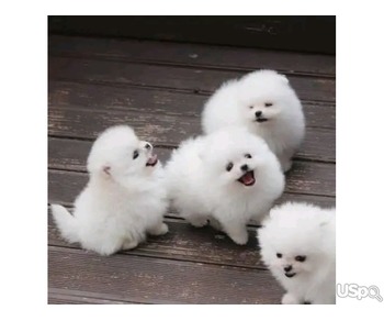 Pomeranian puppy for adoption