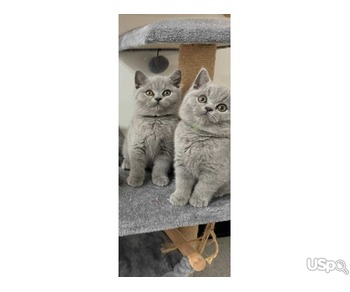 chubby, healthy and most cultured kittens