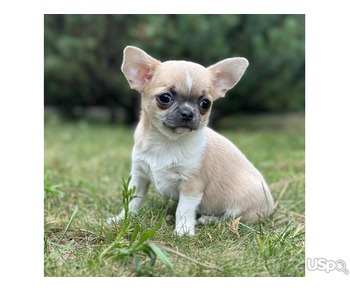 10 weeks old chihuahua boy for sale