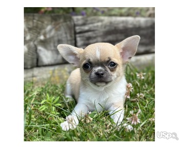 10 weeks old chihuahua boy for sale