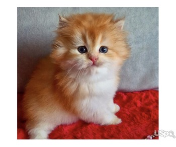 Golden Persian Kittens For Sale