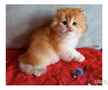 Golden Persian Kittens For Sale