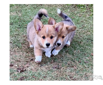 Purebred Corgi babies available.