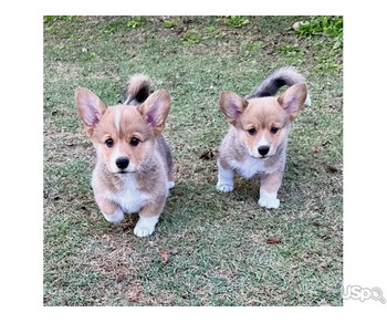 Purebred Corgi babies available.