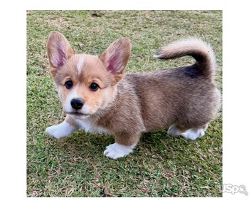 Purebred Corgi babies available.