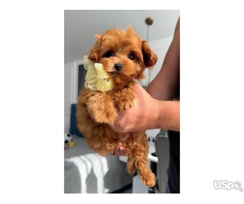 Toypoodle puppies