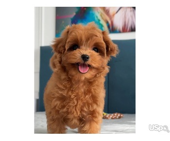 Toypoodle puppies