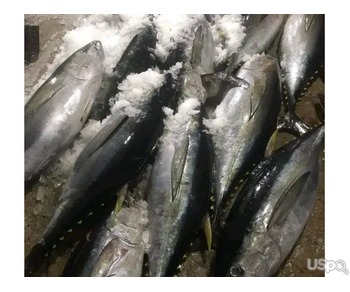Wholesale Fresh & Frozen Seafood and Foodstuffs – CamSeafoodWorldwide