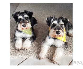 Schnauzer Puppies Male And Female