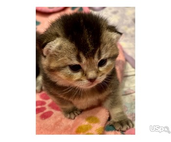 Чистокровные шотландские котята
