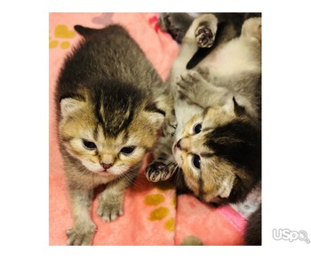 Чистокровные шотландские котята