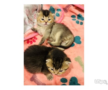 Чистокровные шотландские котята